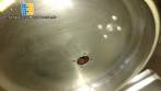 Food processor 40 L Geiger